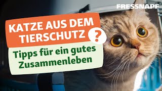 Herausforderungen bei der Adoption von Katzen - Tipps zur Anschaffung