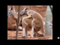 Mating Madness !!! Dogs Monkeys Cats Elephants MATING