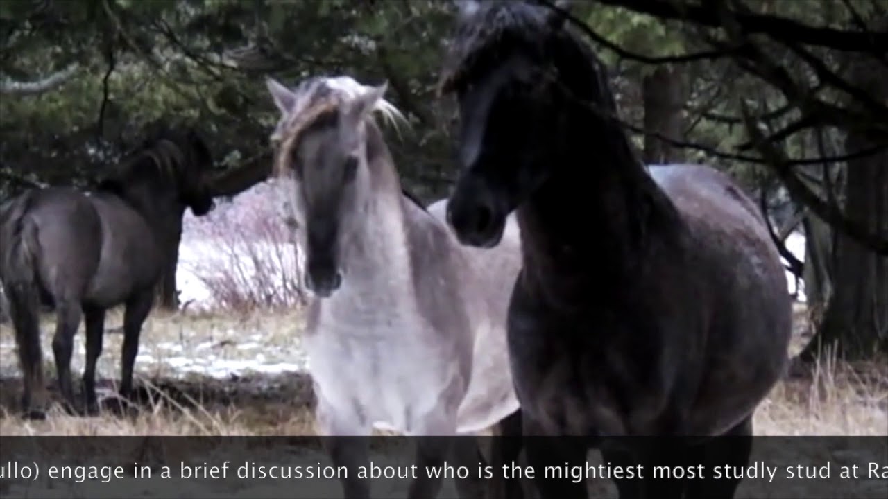 Wild Horses in Freezing Rain YouTube