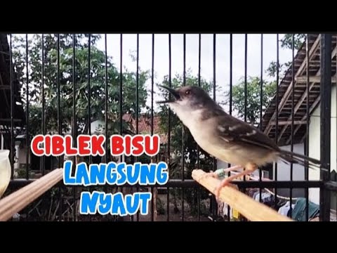 PANCINGAN CIBLEK Terbaru 100% langsung KOAR KOAR || ciblek gacor.