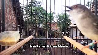 Pancingan Ciblek semi agar cepat bunyi ciblek semi ngebren variasi