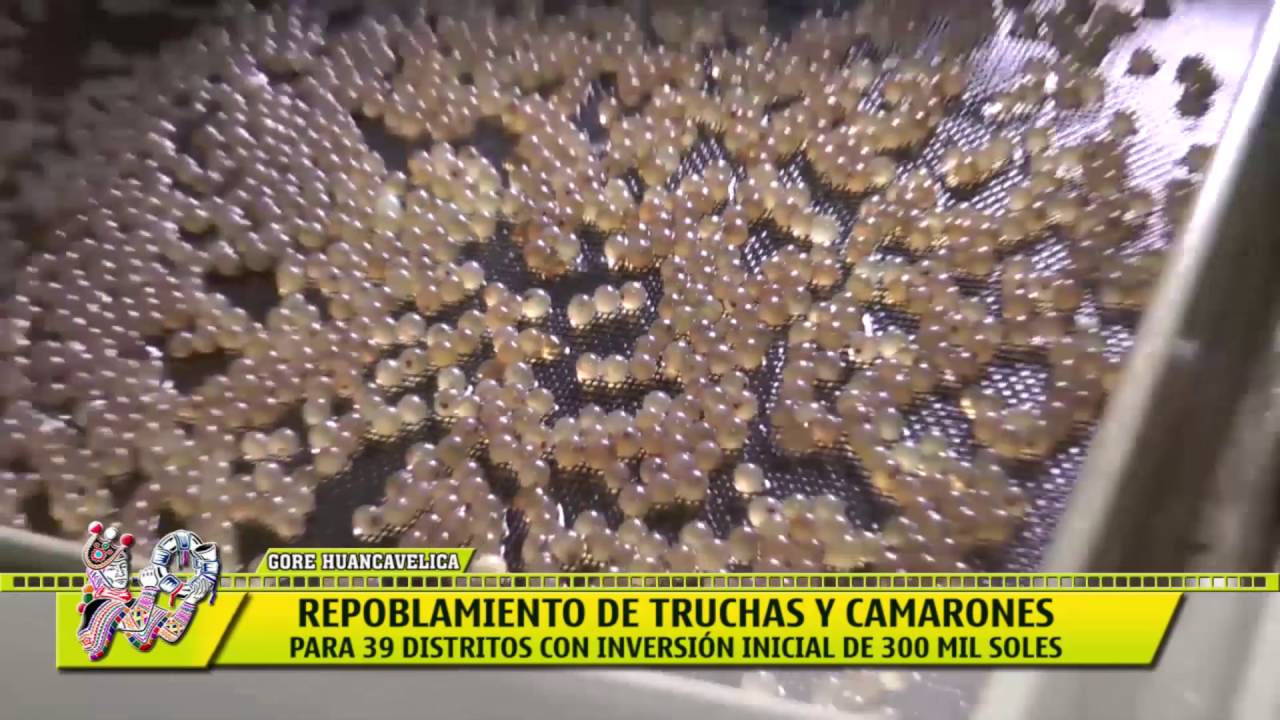 REPOBLAMIENTO DE TRUCHAS Y CAMARONES PARA 39 DISTRITOS CON INVERSIÓN INICIAL DE 300 MIL SOLES regional pokemon