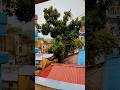 Sunno-Behula #ytshorts #sunno #behula #rainsounds #rainyday