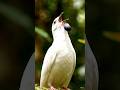3 Birds With the Most Incredible Voices on Earth! 😱🦜#shorts #viral #birds #nature