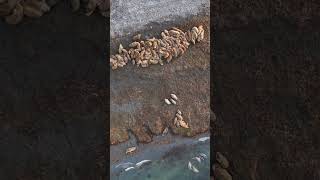 Walrusres on Moffen Island.