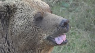 Neglected Bear Leaves Zoo for Sanctuary