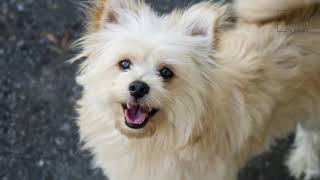 Pomapoo | Pomapoos are a hybrid dog breed that is a mix between a Pomeranian and a Toy Poodle. by Animal Square 599 views 1 year ago 7 minutes, 22 seconds