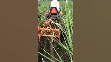 rotavator in sugarcane.....