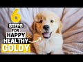 6 Simple Steps to keep your Golden Retriever Happy and Healthy