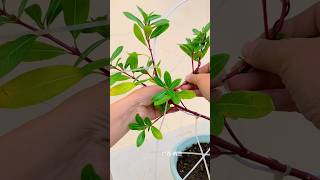 🪴How to grow periwinkle Even ordinary flowers and plants can look sophisticated🪴#shortvideo #explore