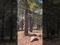 #woods #free #vacation #dream #love #hankwilliams