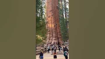 The spectacular General Sherman tree in Sequoia National Park, California. The world