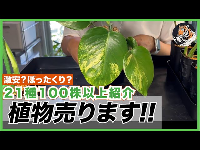 モンステラ他100株以上】斑入りモンステラなどお譲り(販売)する植物21