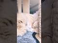 꿀잠 중인 별이 | Byeol Sleeping Peacefully
