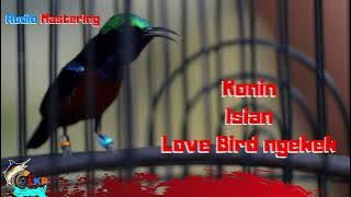 AUDIO MASTERING KONIN ISIAN BURUNG LOVE BIRD NGEKEK