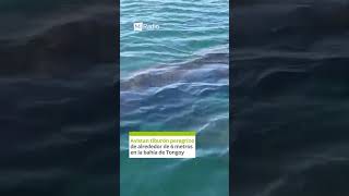 Este domingo un tiburón fue avistado en las cercanías a la playa en la localidad de Tongoy,…