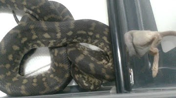 Bredli / Irian Jaya Carpet Python eating a f/t mouse pup