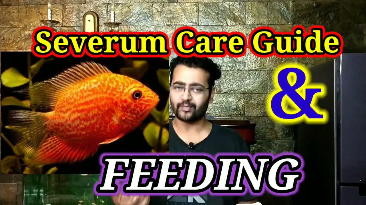 Severum Fish Care, Aquarium Setup, Breeding, Tank Mates, Feeding / Complete Guide For Severum
