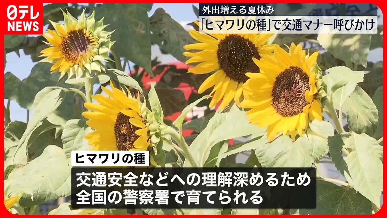 ヒマワリ様 確認用 ひまわりの育て方】 種まきや植え方のコツなどをご 