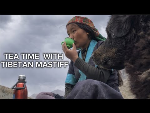Somewhere in Mountain with my Tibetan Masiff having meal after field work 🏔️☘️ ||
