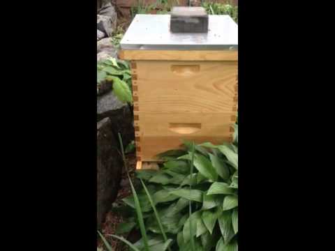 John Melley's Beehive Video