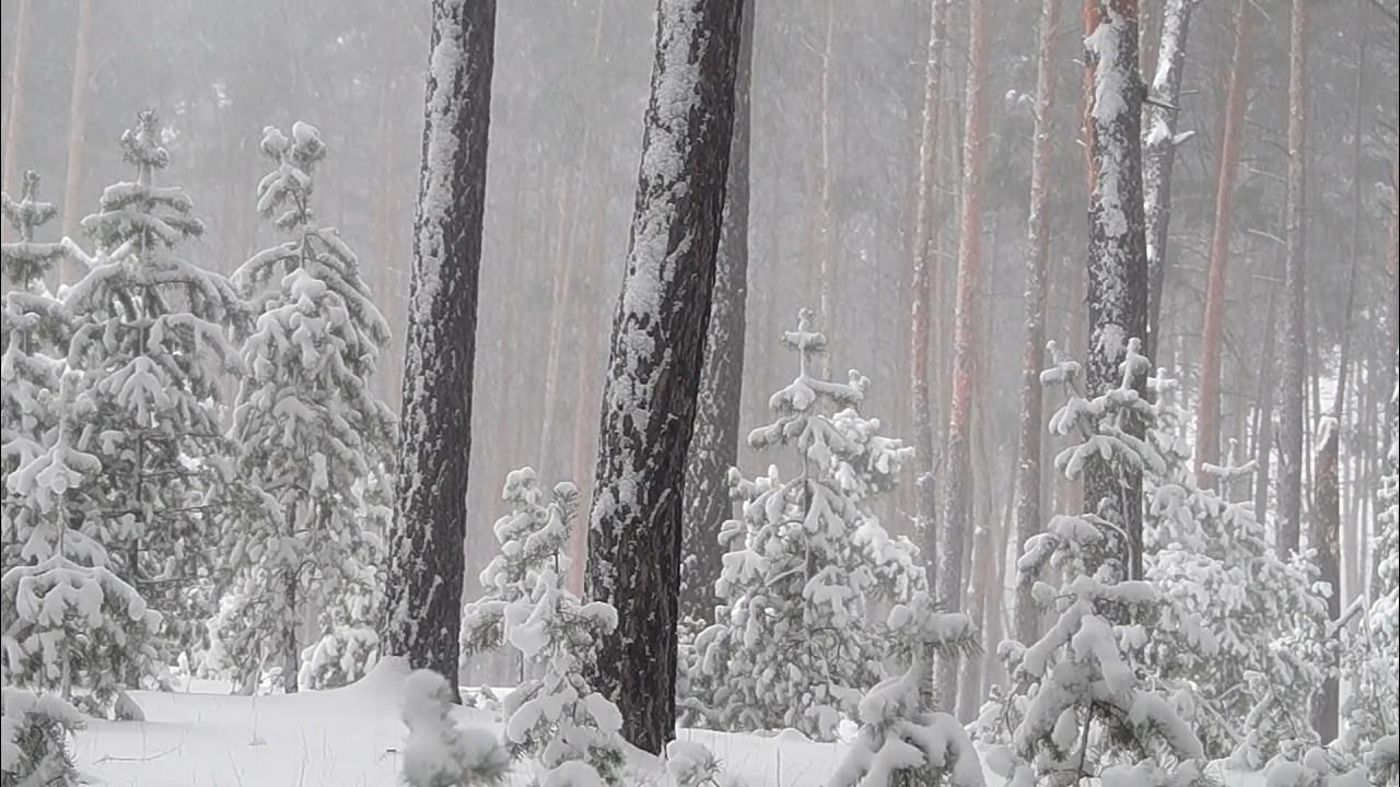 Метель шум слушать. Хвойный заснеженный лес Узбекистан. Звук зимнего ветра с вьюгой. Белый шум зимы. Картинки зимы шум ветра.