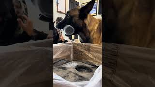 Dog Helps Build A Cat Tower #smartdog #doglife #catlife by Neu County 6,785 views 3 months ago 1 minute, 40 seconds