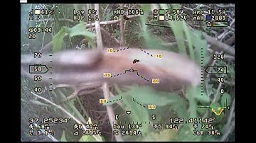 Mini Drak Dodges a Bullet - and Dragon Link Advanced Saves the Day - AGAIN!