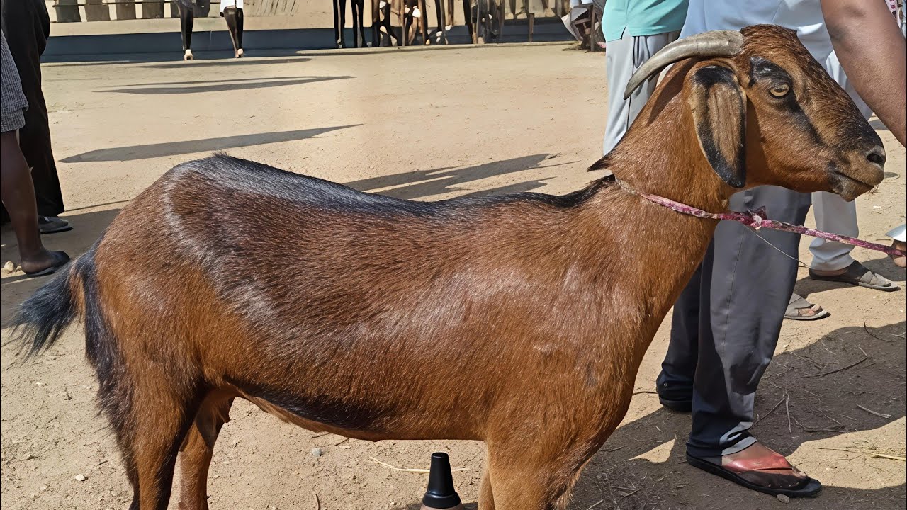 వెంకటాపూర్ సంతలో మేకలు & గొర్రెల రేట్లు  | #రాజన్నసిరిసిల్ల #Sheep #Goat 