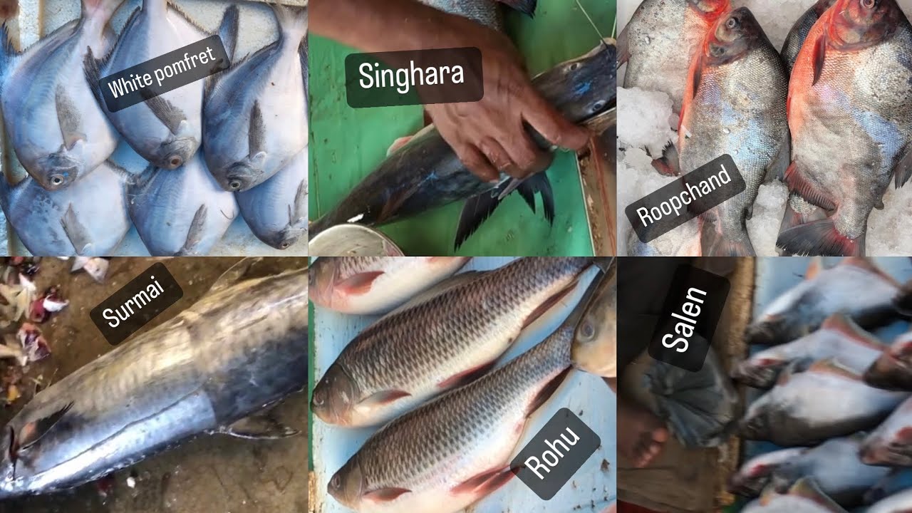 know your fish Indian fish with name & cutting #whitepomfret #rohufish ...