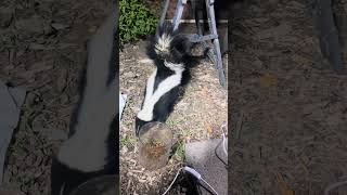 Skunks Arrive On A Thursday Night #backyardwildlife #skunks #arrival