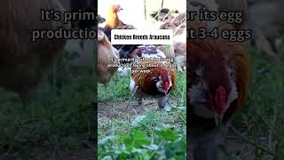 Chicken Breeds Araucana #shorts #gardening #garden #growyourownfood #gardenjosiah