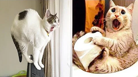 Watch the video about Cats videos funny fails cats Funny Cats & Epic Fails Compilation Hilarious Cat Memes & Fails (v1)