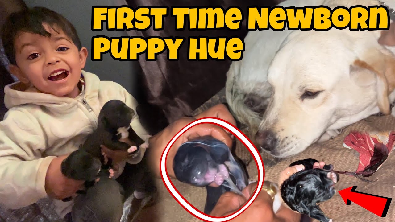 Labra Giving Birth First Time || Zindagi aur Maut Ki Ladai