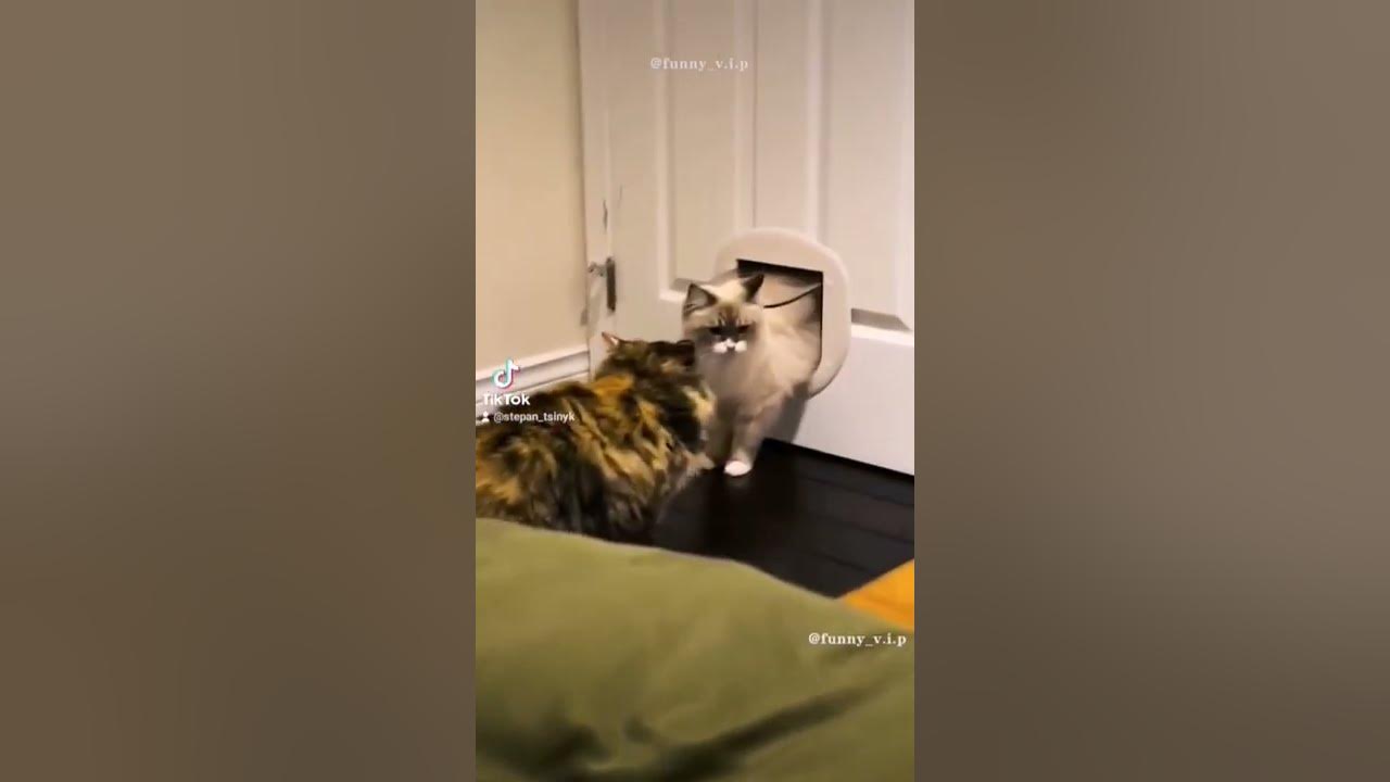 Смешниє моменти🤣🤣🤣. - YouTube