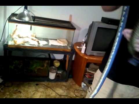 bearded dragons Desert Kingsnake