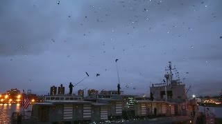 Beautiful Ballet In The Sky