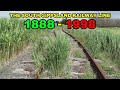 The South Gippsland Railway Line - DOCUMENTARY