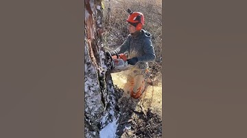 climbing Arborist removing a tree in a tight spot