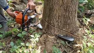 menebang kayu jati pakai chainsaw STIHL ms 250 raja tumbang dari barat.