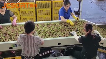 JC SORT Lychee Grading Line, lychee sizer, lychee grader
