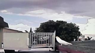 Para Raid Las Mata Bien Muertas Blanca Cruzadita