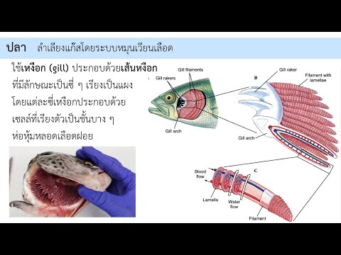 การแลกเปลี่ยนแก๊สของสัตว์ | ปลา | EP. 1 [2/3] | ชีววิทยา​ 4 | Anchan__