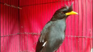 Jalak Kebo Jambul Ganteng Gacor