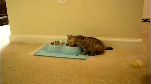 Video 622331: bengal kitten meowing, silver spotted bengal kitten, bengal kitten eating, breed