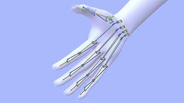 Task 2.5.1 : Biomechanical simulation of hands, the automatisme in orthopedics