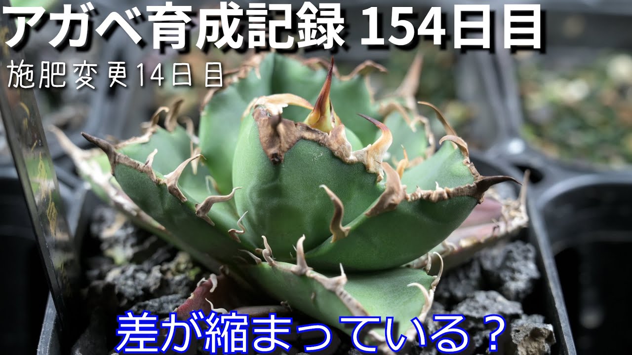 154日目 アガベチタノタ育成報告 アガベ 1株だけ成長速度おかしくない