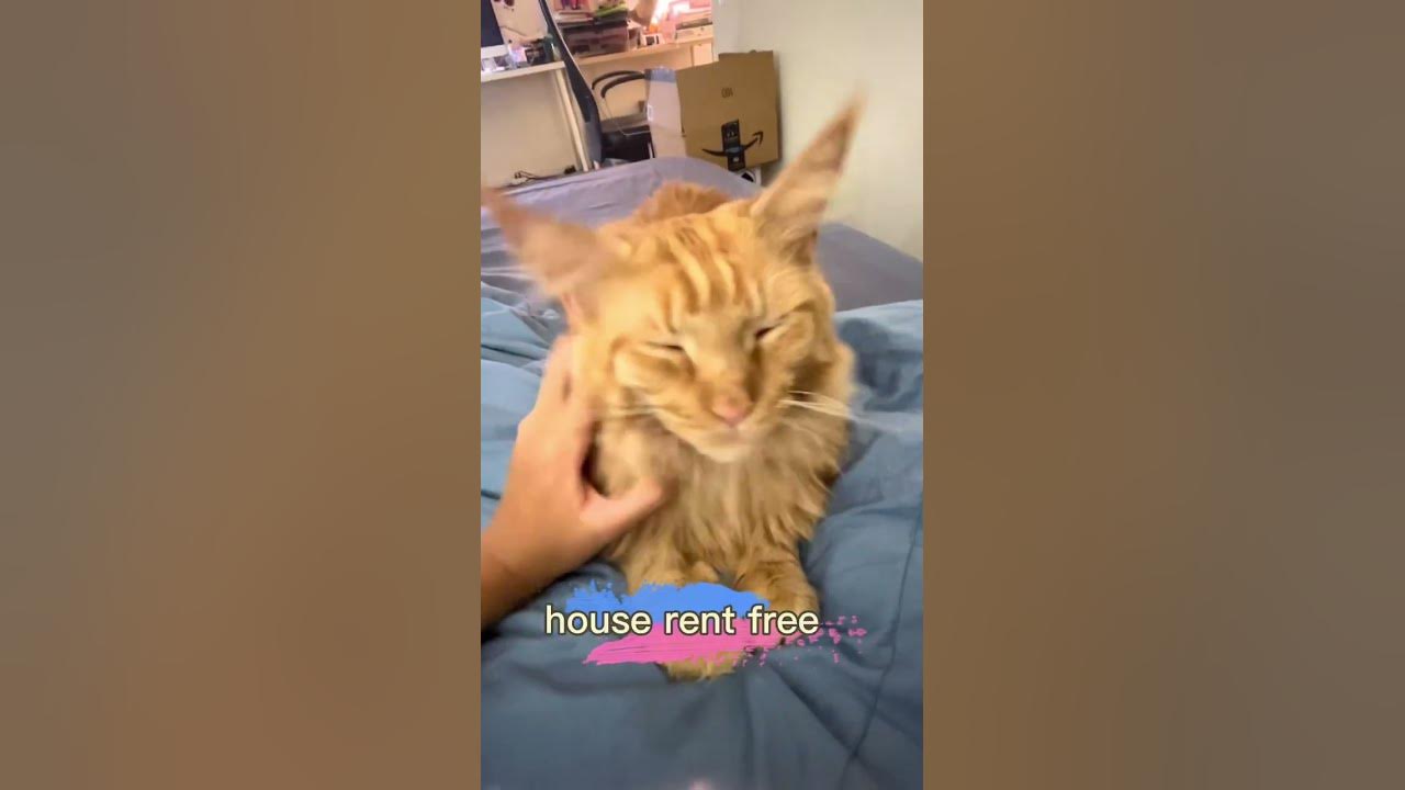 Do cats miss their owners when they leave? Does my cat miss me??? 💕 ️ 