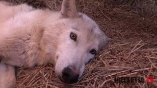 New Litter Of Wolf Pups