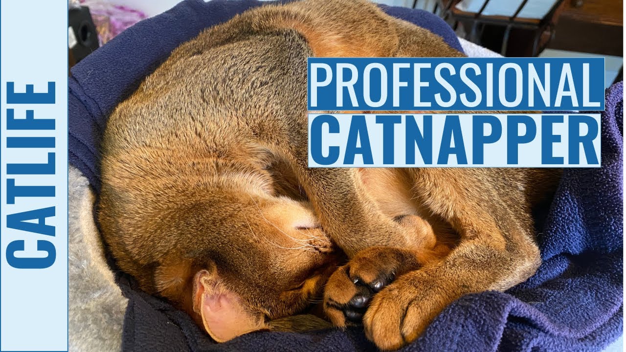 Abyssinian Taking a Cat Nap In His New Cat Desk Bed